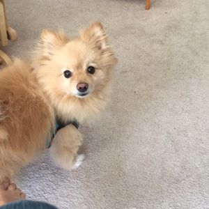 Meet your Posher, Barbara